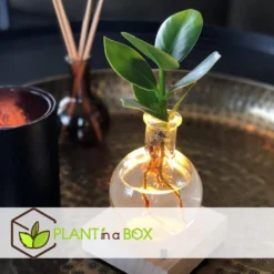 Plant In A Box - Mini-clusia Met LED-verlichting - Hydroponie - Plant In Water -Exporteren Tuin Verge Winkel 8eb1c5bb2c1149c4afac52e18b8ee13e