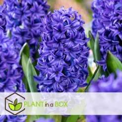 Hyacinthus Blue Trophy - 20x Winterharde Bloembollen Hyacinten - Vroegbloeiend -Exporteren Tuin Verge Winkel 8f242c4f8c334f5c9906dd3553ebb68d
