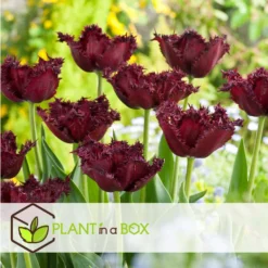 Tulipa Labrador - Bloembollen X15 - Tulp - Donkerpaars -Exporteren Tuin Verge Winkel 92de404091f04ffc89d97b1c46861e8e