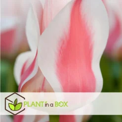 Tulipa Willem Vd Akker - Bloembollen X14 - Tulp - Tweekleurig -Exporteren Tuin Verge Winkel 94d381d337da4bc39225fdfe51d06f4c