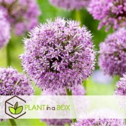 Allium Gladiator - 16x Sierui Bloembollen - Reuzenbloeiende Sierui -Exporteren Tuin Verge Winkel 956661c2779b43e68dfd48a45972b1e8