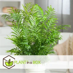 Chamaedorea Elegans - Set Van 2 - Mexicaanse Palmen - Pot 20cm - Hoogte 80-90cm -Exporteren Tuin Verge Winkel 982b05c71a3e4a50b3bbc4703e09b503