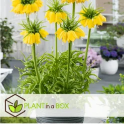 Fritillaria Lutea - Bloembollen X3 - Keizerskroon -Exporteren Tuin Verge Winkel 98dcab8d876240d083ed1ecf7de6e853