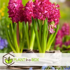 Hyacinthus Jan Bos X10 - Hyacint - Winterharde Bloembollen -Exporteren Tuin Verge Winkel 99057b07a3474ef7b0eede8378e3cc7c
