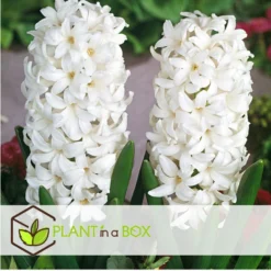 Hyacinthus Carnegie X10 - Hyacint - Winterharde Bloembollen -Exporteren Tuin Verge Winkel 993978bf67a24b899c05ce4c5f59fdfb