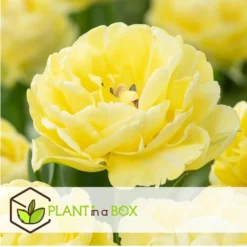 Tulipa Avant Garde - Bloembollen X14 - Tulp - Geel -Exporteren Tuin Verge Winkel 993a1619c1654030b17b02118d7db341