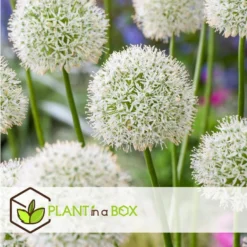 Allium Mount Everest - Bloembollen X6 - Allium - Wit -Exporteren Tuin Verge Winkel 9ae6fbe51cdf46fc986365b02ecd3545