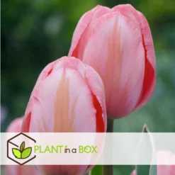 Plant In A Box - Tulipa Design Impression - Bloem Bollen X20 - Tulp - Roze -Exporteren Tuin Verge Winkel 9dd889eb77104d9f8a057dd9054753b7