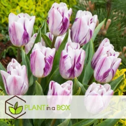 Plant In A Box - Tulipa Flaming Beauty Mix - Tulpenbollen X30 - Bloembollen -Exporteren Tuin Verge Winkel 9e81f772d38344c7be8df9dd9808caf9 1