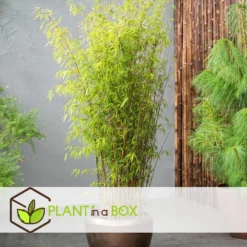 2 Fargesia Red Dragon - Niet Woekerende Rode Bamboe - Pot 17cm - Hoogte 60-80cm -Exporteren Tuin Verge Winkel 9e89abbcd1544452aca3e342e521b200