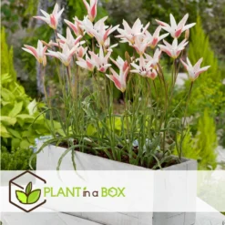 Plant In A Box - Tulipa Clusiana Stellata - Bloembollen X40 - Tulp - Wit En Roze -Exporteren Tuin Verge Winkel 9fd1d98182c44cee9ebbed38f6a1cf76