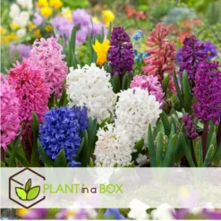Hyacinthus Mix X10 - Hyacint - Winterharde Bloembollen -Exporteren Tuin Verge Winkel a21ec5cb440b4b81b377df93e449e727