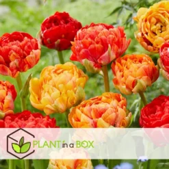 Tulipa Gudoshnik Double - Bloembollen X30 - Tulpen - Oranje -Exporteren Tuin Verge Winkel a23b7d733c7844e18040c2d6c91336f0