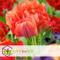 Tulipa Gudoshnik Double - Bloembollen X15 - Tulpen - Oranje -Exporteren Tuin Verge Winkel a546878a9a32429ea0f508d25756c7e3