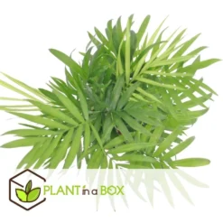 Chamaedorea Elegans - Set Van 2 - Mexicaanse Palmen - Pot 20cm - Hoogte 80-90cm -Exporteren Tuin Verge Winkel a66f90185390411fb43d7ec562cae422