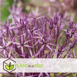 Allium Christophii X30 - Bloembollen - Sierui Paars -Exporteren Tuin Verge Winkel a808b2fbc423471f8176da282a765580