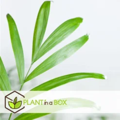 Mexicaanse Dwergpalm - Compact Groeiende Groene Palm - Pot 20cm - Hoogte 80-90cm -Exporteren Tuin Verge Winkel a97d957c28ff42af9b86cb3d7b0463e1