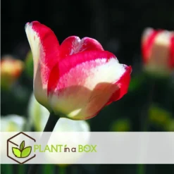 Tulipa Mata Hari - Bloembollen X30 - Tulp - Roze, Wit -Exporteren Tuin Verge Winkel adcba7dc9a32437b83466c456d33db6d