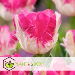 Tulipa Cabanna - 15x Tulpenbollen - Roze / Wit -Exporteren Tuin Verge Winkel af53cb9113df42feace490779ffc70d0