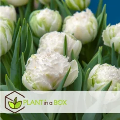 Tulipa Snow Crystal - Bloembollen X10 - Tulp - Wit -Exporteren Tuin Verge Winkel b4144b738cda4103959bb4dbfa13eae2
