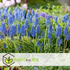 Muscari Armeniacum - 100x Hyacinthbollen - Bloembollen- Blauw Druifje -Exporteren Tuin Verge Winkel b540f3bb15c842348fbba2d5ccc6a807 1