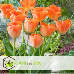 Plant In A Box - Tulipa Daydream - Bloem Bollen X40 - Tulp - Oranje -Exporteren Tuin Verge Winkel b7025c1b195f4c61a1b72959bdd33884