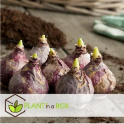 Hyacinthus Jan Bos X20 - Hyacint - Winterharde Bloembollen -Exporteren Tuin Verge Winkel b7d0c5382ba34d3687bf43be2cd860c1