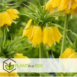 Fritillaria Lutea - Bloembollen X3 - Keizerskroon -Exporteren Tuin Verge Winkel b9a63bf9e4494811bbcb201dd1d28f0b