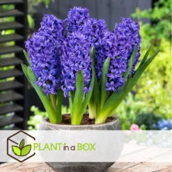 Hyacinthus Blue Trophy - 20x Winterharde Bloembollen Hyacinten - Vroegbloeiend -Exporteren Tuin Verge Winkel bd000eaf10dd49cc81c40199e8705246 1