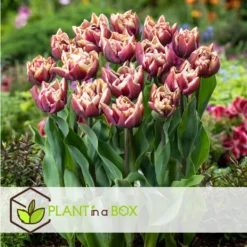 Tulipa Wyndham - Bloem Bollen X21 - Tulp - Paars -Exporteren Tuin Verge Winkel be7d024de2da4c1197c75ceec4aa8041 1