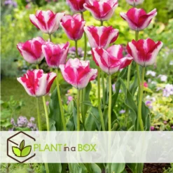 Exporteren Tuin Verge Winkel -Exporteren Tuin Verge Winkel bf3fcf676ece44c1922b30bfbbbe3f62