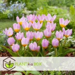 Plant In A Box - Tulipa Bakeri Lilac Wonder - Tulpenbollen X100 - Bloembollen -Exporteren Tuin Verge Winkel c069819d1575448786264cc12f0454a1