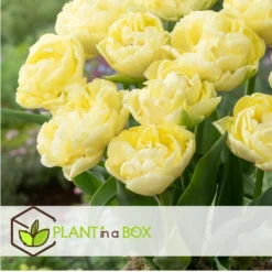 Tulipa Avant Garde - Bloembollen X21 - Tulp - Geel -Exporteren Tuin Verge Winkel c0cead9f0ad64c1cad1764f31dff8989