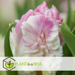 Tulipa Cabanna - 25x Tulpenbollen - Roze / Wit -Exporteren Tuin Verge Winkel c127fb045a824e18a672267daf71a285 1