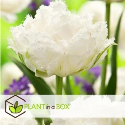 Tulipa Snow Crystal - Bloembollen X20 - Tulp - Wit -Exporteren Tuin Verge Winkel c216c859f5534920bbf670a4bbe1598d