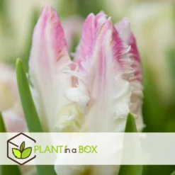 Tulipa Cabanna - 15x Tulpenbollen - Roze / Wit -Exporteren Tuin Verge Winkel c24f5c99964d48249adcd2a3514922f0
