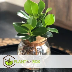 Plant In A Box - Clusia In Glas - Hydroponie - Kamerplant Op Water -Exporteren Tuin Verge Winkel c43b78f20e1e4525a0176623fc2769bb