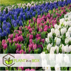 Hyacinthus Mix X10 - Hyacint - Winterharde Bloembollen -Exporteren Tuin Verge Winkel c500235d87964185bf14735e96306d30