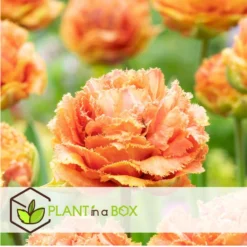 Tulipa Brisbane - Bloem Bollen X20 - Tulp - Roze -Exporteren Tuin Verge Winkel c91656d5baa14de49a4f01cc03985d5e