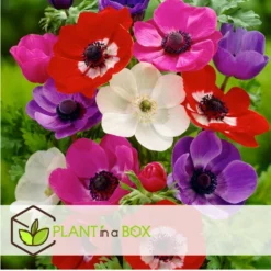 Anemone De Caen Mix X100 - Bloembollen Winterhard - Tuin, Pot Of Balkon -Exporteren Tuin Verge Winkel cb1bf1c33a9a427e990b8b45c41567ae