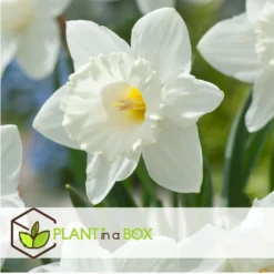 Narcissus Mount Hood X30 - Narcisbollen - Winterharde Bloembollen -Exporteren Tuin Verge Winkel cd2591b29d3d4929a6e469dd9bce5e00