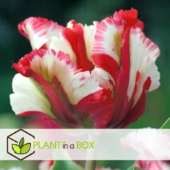 Tulipa Estella Rijnveld - 21x Tulpenbollen - Winterharde Bloembollen -Exporteren Tuin Verge Winkel ce050c11a836461ebe6164e07e28fac6 1