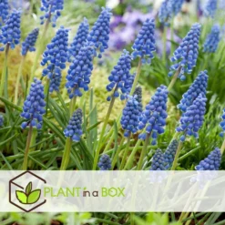 Muscari Armeniacum - 100x Hyacinthbollen - Bloembollen- Blauw Druifje -Exporteren Tuin Verge Winkel cf3dfa74c798431f8917688851df1a16 1