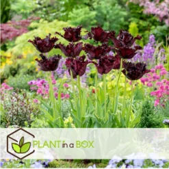 Tulipa Black Parrot - Bloembollen X21 - Parkiettulp - Paars -Exporteren Tuin Verge Winkel d758d71f061045239334ccbc9db5269c
