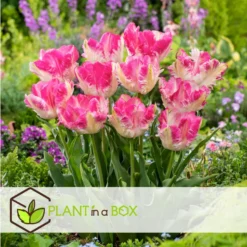 Tulipa Cabanna - 20x Tulpenbollen - Roze / Wit -Exporteren Tuin Verge Winkel d760053b44f94838a99a72319ddac073