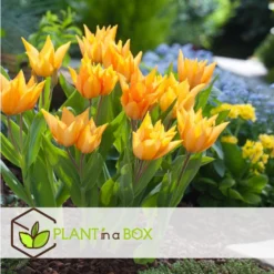Tulipa Praestans Shogun - Bloembollen X40 - Tulp - Oranje -Exporteren Tuin Verge Winkel d8fb4ea694344d7eb1348092918a2d70