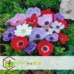 Anemone De Caen Mix X50 - Bloembollen Winterhard - Tuin, Pot Of Balkon -Exporteren Tuin Verge Winkel de504674441e4993a5c1b0592c8338d9