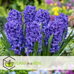 Hyacinthus Blue Trophy - 10x Winterharde Bloembollen Hyacinten - Vroegbloeiend -Exporteren Tuin Verge Winkel e0bf72479ee64f8b83307ea9733bb039 1