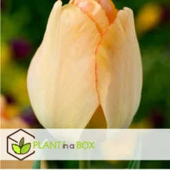 Plant In A Box - Tulipa Daydream - Bloem Bollen X40 - Tulp - Oranje -Exporteren Tuin Verge Winkel e56c0bc7d98b478eb3e67e4b9e3d6f96