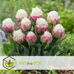 Tulipa Ice Cream - Bloem Bollen X20 - Tulp - Paars Wit -Exporteren Tuin Verge Winkel e5ee243d1dc149c7b56bd1e16b5ba591